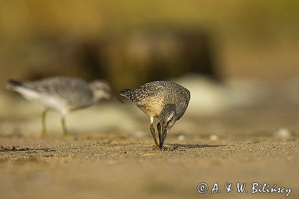 Biegus rdzawy, Calidris canutus