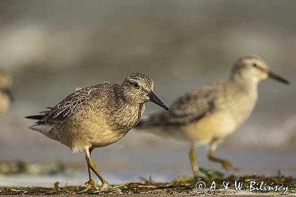 Biegus rdzawy, Calidris canutus