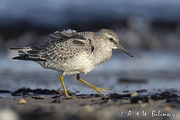 Biegus rdzawy, Calidris canutus