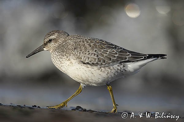 Biegus rdzawy, Calidris canutus