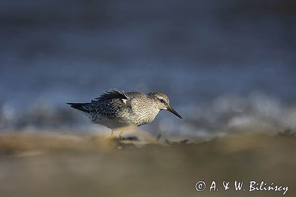 Biegus rdzawy, Calidris canutus