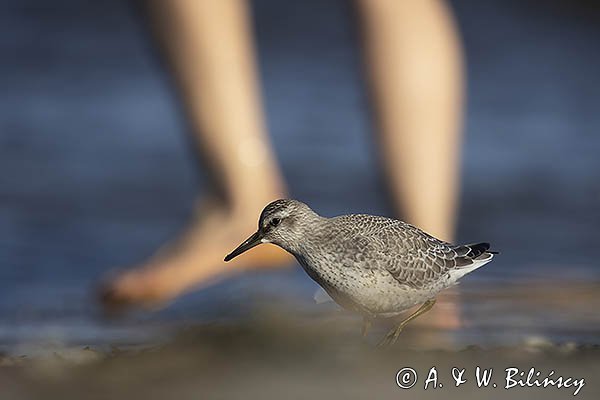 Biegus rdzawy, Calidris canutus