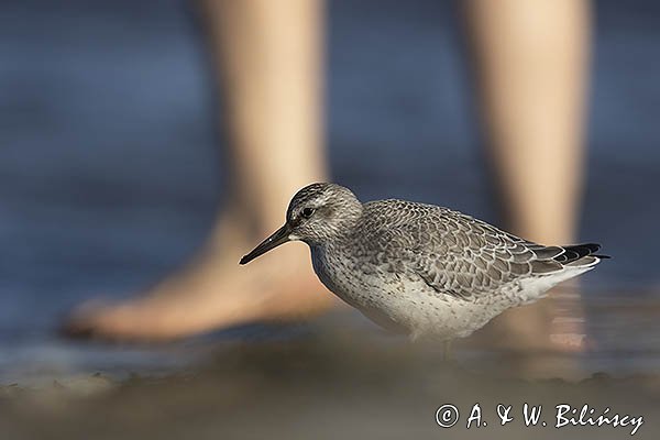 Biegus rdzawy, Calidris canutus