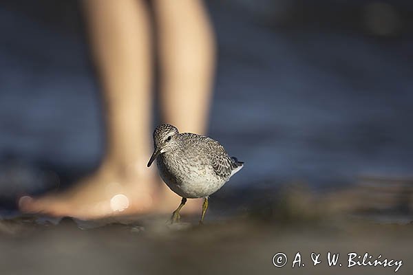 Biegus rdzawy, Calidris canutus
