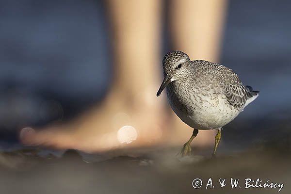 Biegus rdzawy, Calidris canutus