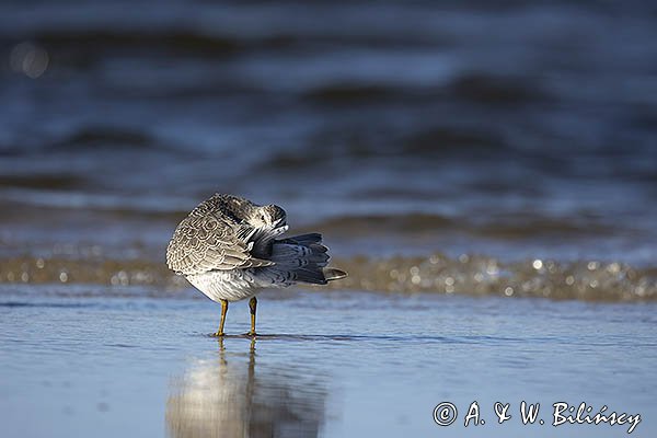 Biegus rdzawy, Calidris canutus