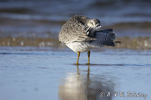 Biegus rdzawy, Calidris canutus