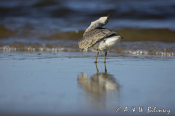 Biegus rdzawy, Calidris canutus
