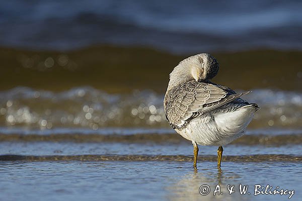 Biegus rdzawy, Calidris canutus