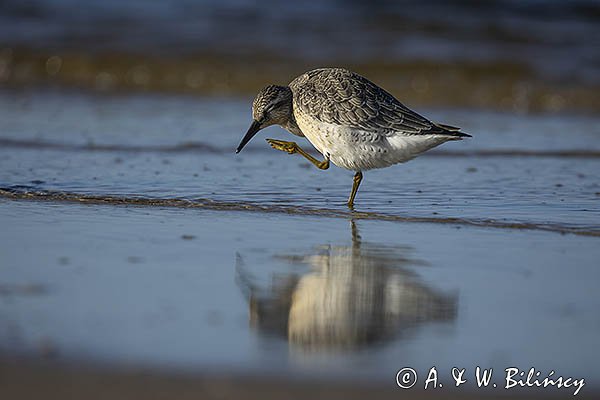 Biegus rdzawy, Calidris canutus