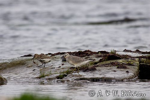 Biegus rdzawy Calidris canutus i biegus zmienny Calidris alpina