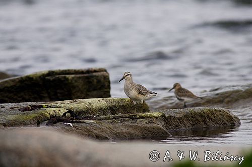 Biegus rdzawy Calidris canutus i biegus zmienny Calidris alpina