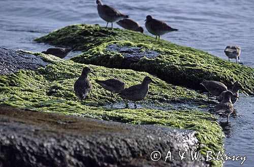 biegusy Calidris