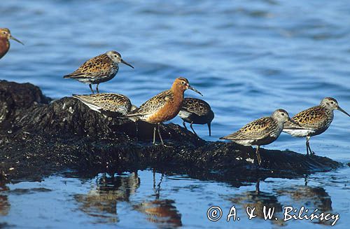 biegus krzywodzioby, Calidris ferruginea i biegusy zmienne, Calidris alpina