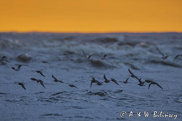 Biegusy w locie nad morzem, Biegus zmienny, Calidris alpina