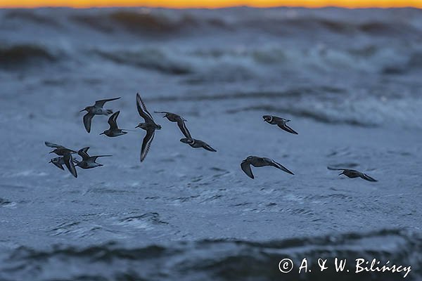 Biegusy w locie nad morzem, Biegus zmienny, Calidris alpina