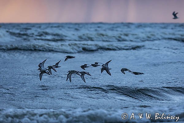 Biegusy w locie nad morzem, Biegus zmienny, Calidris alpina