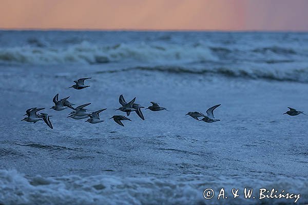 Biegusy w locie nad morzem, Biegus zmienny, Calidris alpina