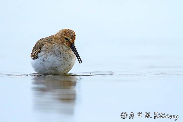 Biegus zmienny, Calidris alpina