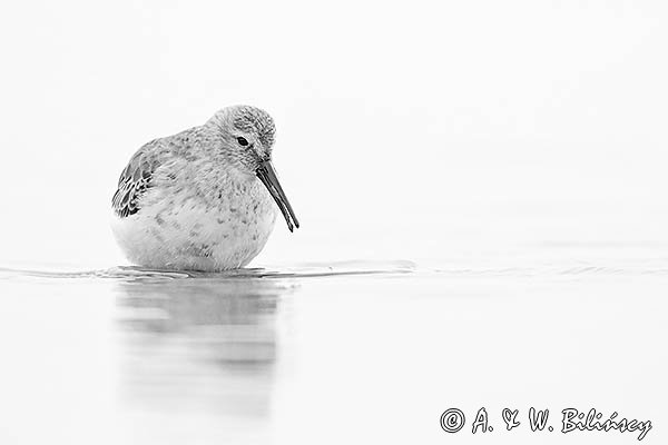 Biegus zmienny, Calidris alpina