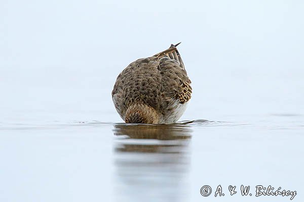 Biegus zmienny, Calidris alpina