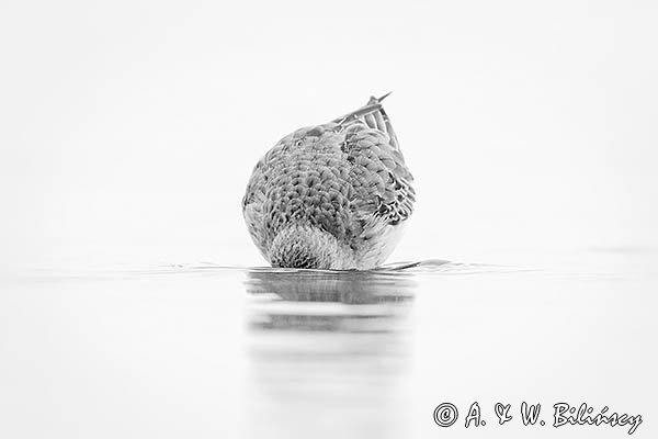 Biegus zmienny, Calidris alpina