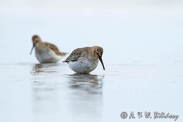 Biegus zmienny, Calidris alpina