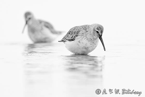 Biegus zmienny, Calidris alpina
