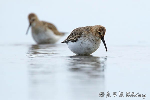 Biegus zmienny, Calidris alpina