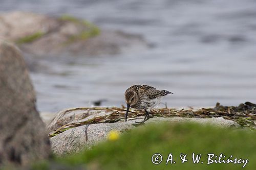 biegus zmienny Calidris alpina