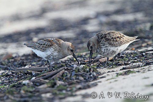 biegus zmienny, Calidris alpina, dunlin, Bałtyk