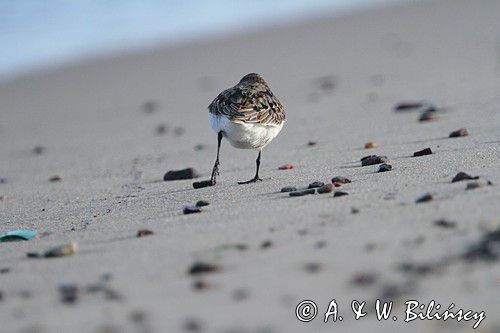 biegus zmienny, Calidris alpina, dunlin, Bałtyk