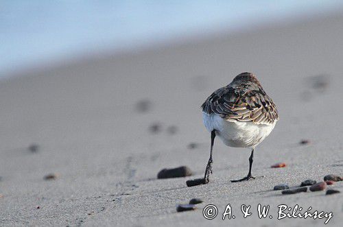 biegus zmienny, Calidris alpina, dunlin, Bałtyk