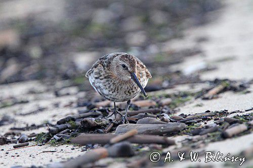 biegus zmienny, Calidris alpina, dunlin, Bałtyk