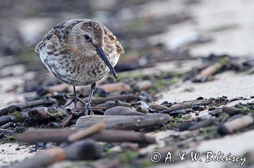 biegus zmienny, Calidris alpina, dunlin, Bałtyk