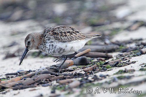 biegus zmienny, Calidris alpina, dunlin, Bałtyk