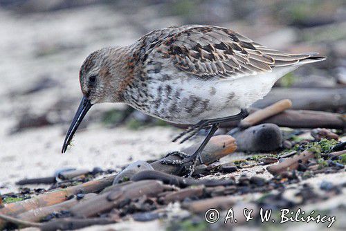 biegus zmienny, Calidris alpina, dunlin, Bałtyk