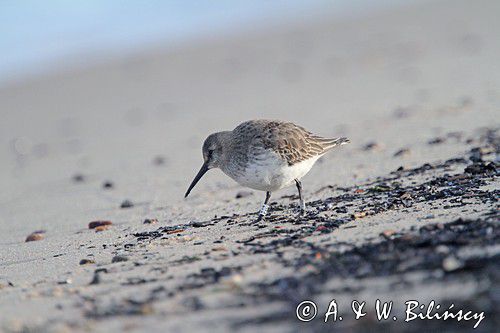 biegus zmienny, Calidris alpina, dunlin, Bałtyk