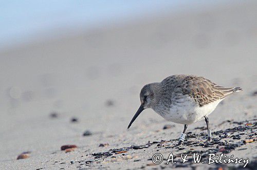 biegus zmienny, Calidris alpina, dunlin, Bałtyk