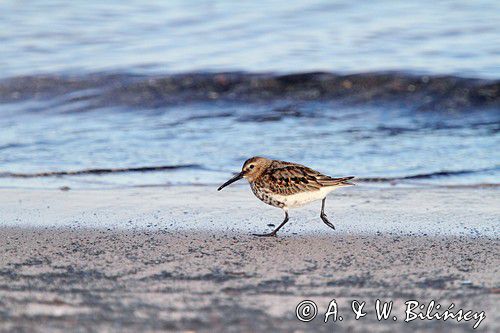 biegus zmienny, Calidris alpina, dunlin, Bałtyk