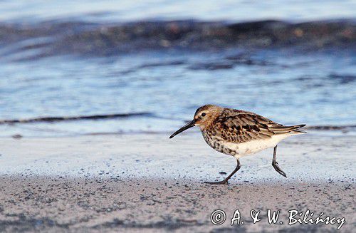 Biegus zmienny, Calidris alpina, Dunlin, Bank zdjęć A i W Bilińscy, fotografia przyrodnicza