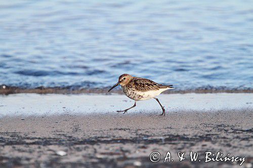 biegus zmienny, Calidris alpina, dunlin, Bałtyk