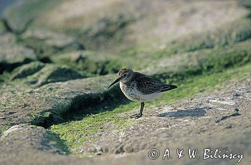 Biegus zmienny Calidris alpina)