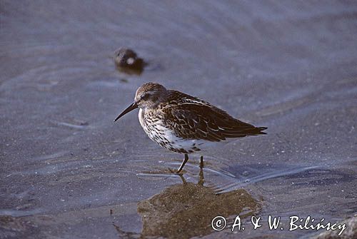 Biegus zmienny Calidris alpina)