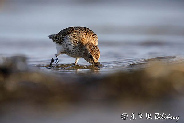 Biegus zmienny, Calidris alpina