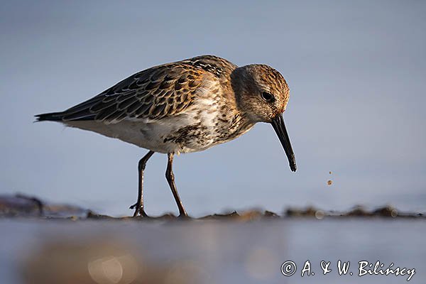 Biegus zmienny, Calidris alpina