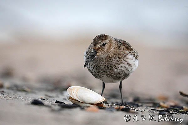 Biegus zmienny, Calidris alpina