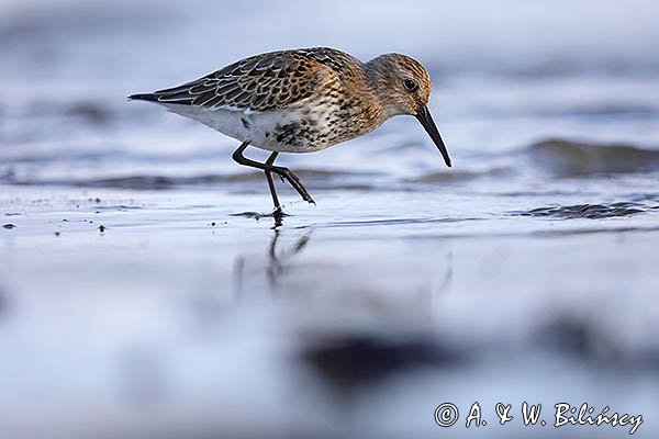 Biegus zmienny, Calidris alpina