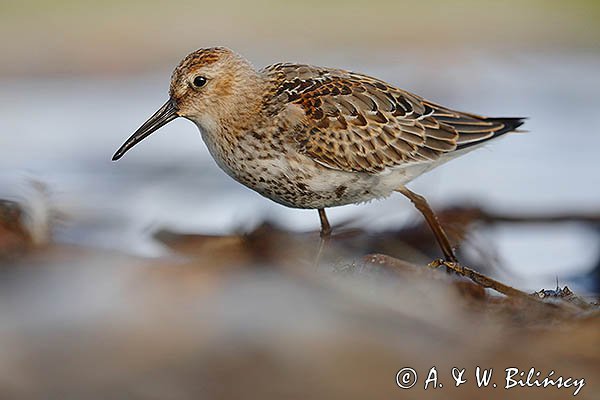 Biegus zmienny, Calidris alpina