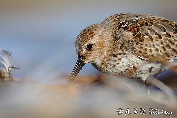 Biegus zmienny, Calidris alpina